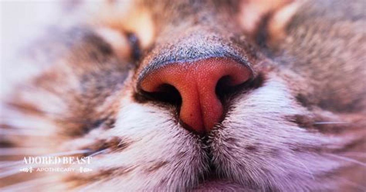 Does a Cat Nose Need to Be Wet?