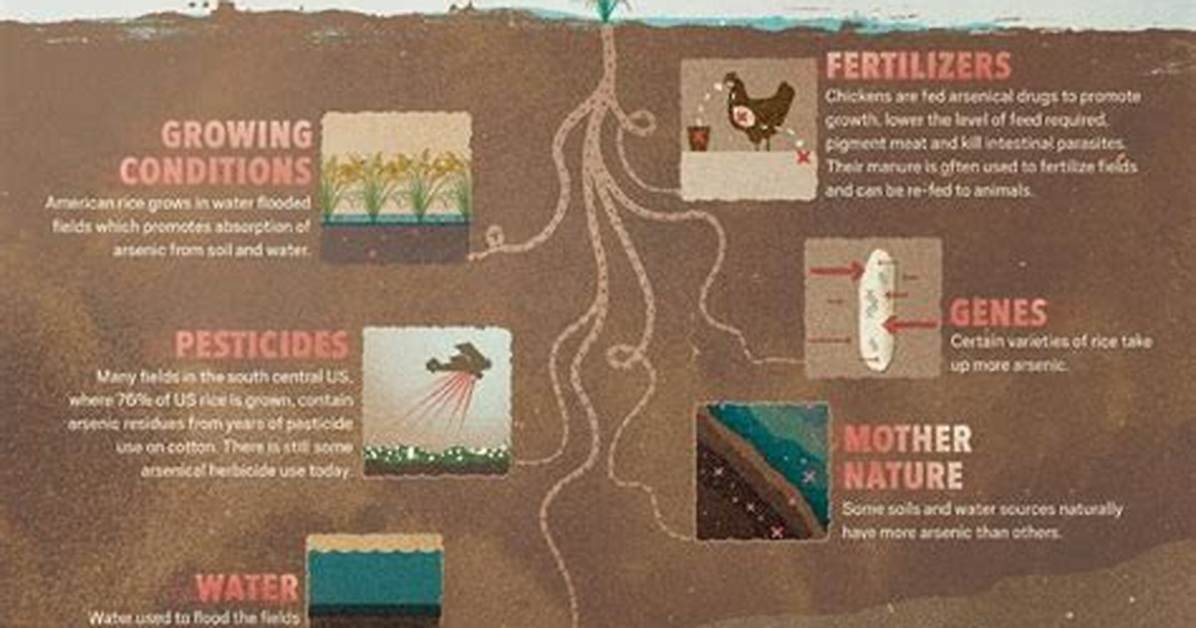 Does All Rice Have Arsenic?