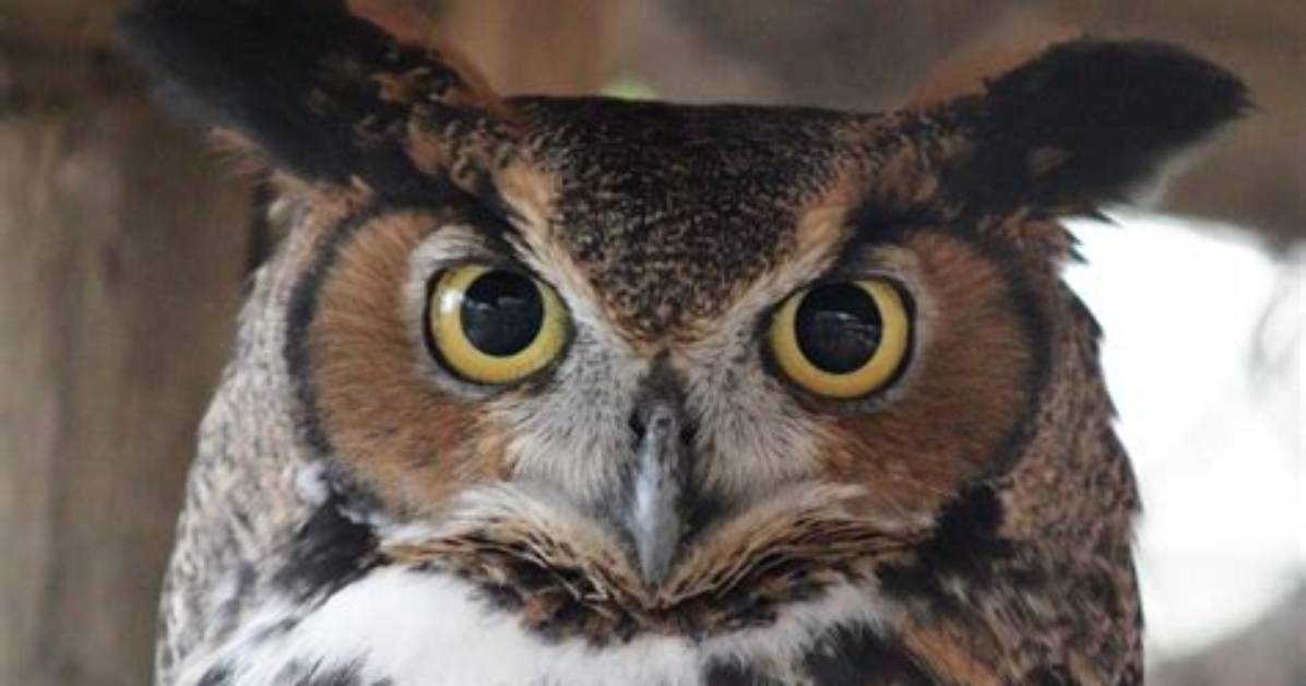 Does an Owl Have Tufts?