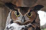 Does an Owl Have Tufts?