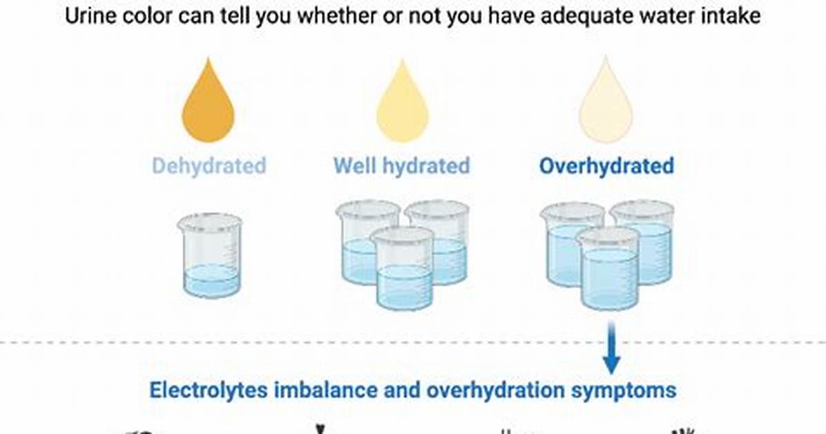 Does Being Hydrated Make You Pee More?