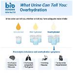 Does Being Hydrated Make You Pee More?