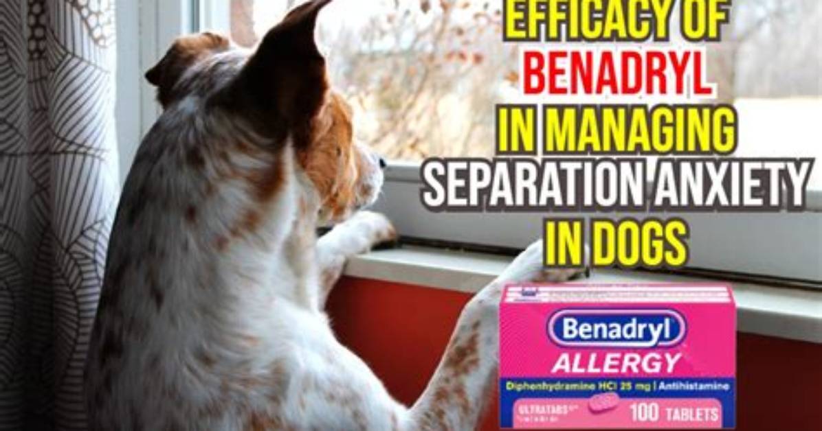 Does Benadryl Help Dogs with Separation Anxiety?