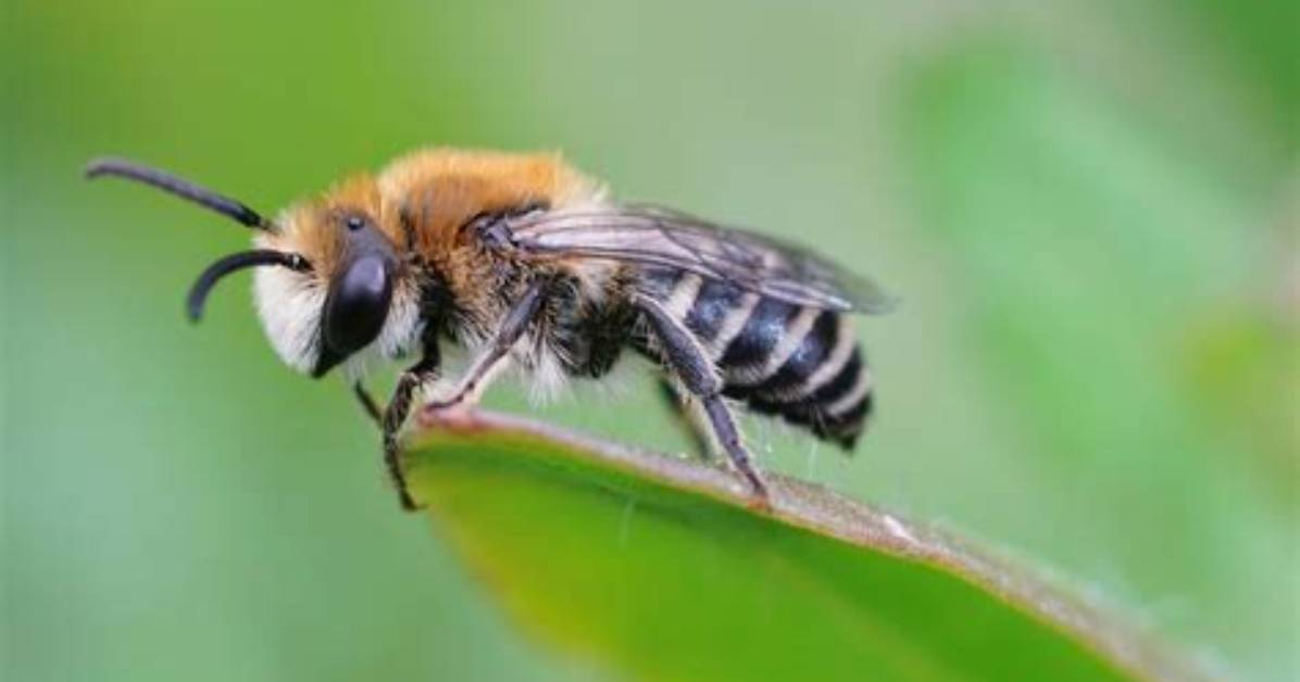 Does Black Make Bees Angry?