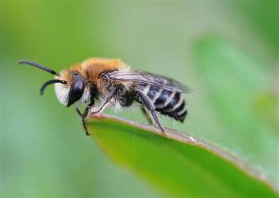 Does Black Make Bees Angry?
