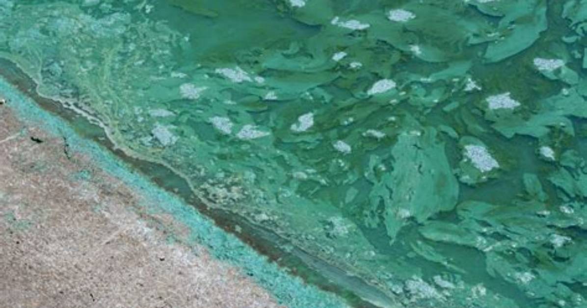 Does Blue Green Algae Go Away?