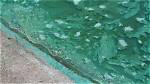Does Blue Green Algae Go Away?