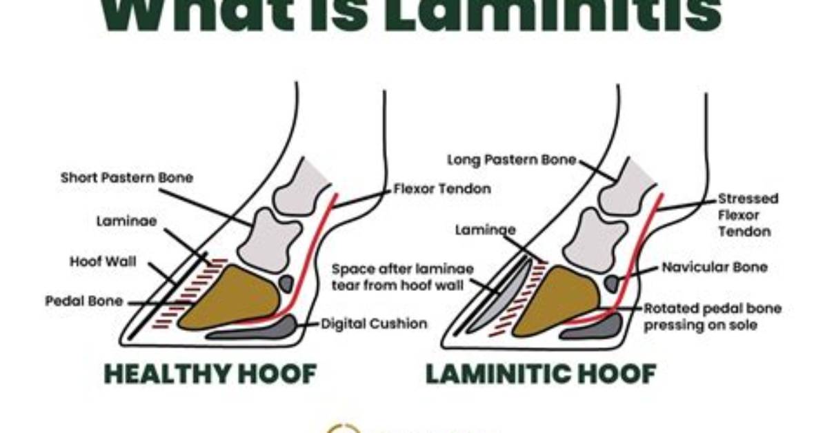 Does Bute Help Laminitis?