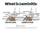Does Bute Help Laminitis?