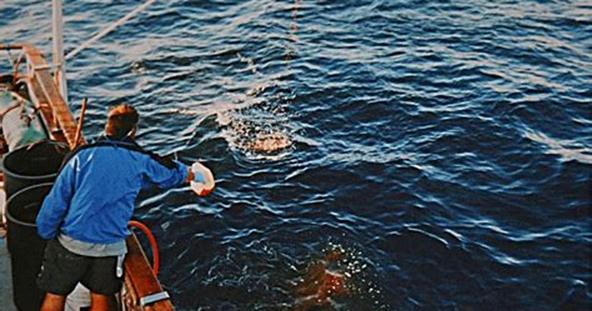 Does Chumming Work on Catfish?