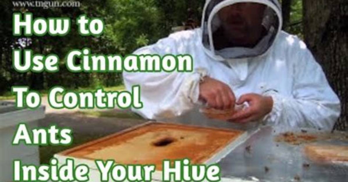 Does Cinnamon Attract Bees?