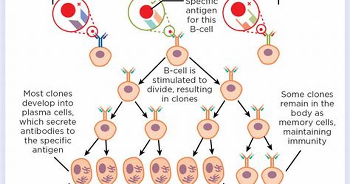 Does Clonal Selection Occur in the Lymphatic System?