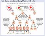 Does Clonal Selection Occur in the Lymphatic System?