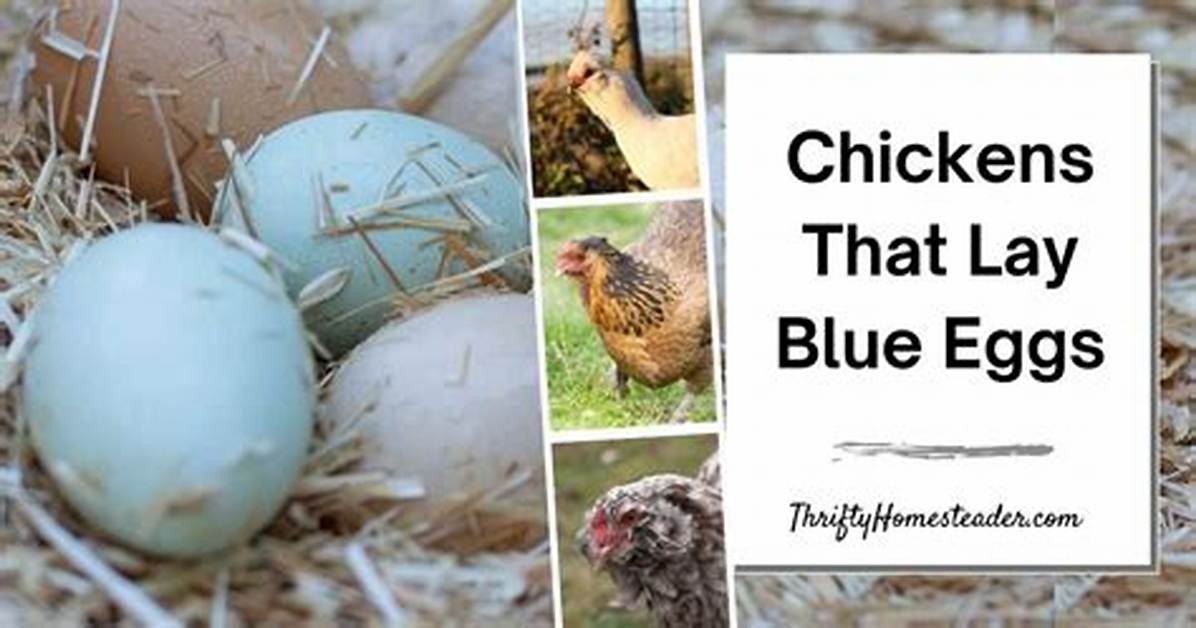 Does Cockerels Lay Eggs?