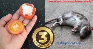 Does Coffee Keep Rats Away?
