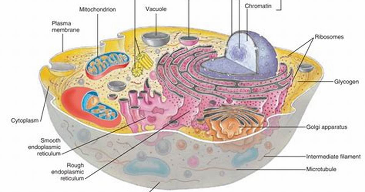 Does Cytosol Contain Organelles?