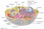 Does Cytosol Contain Organelles?