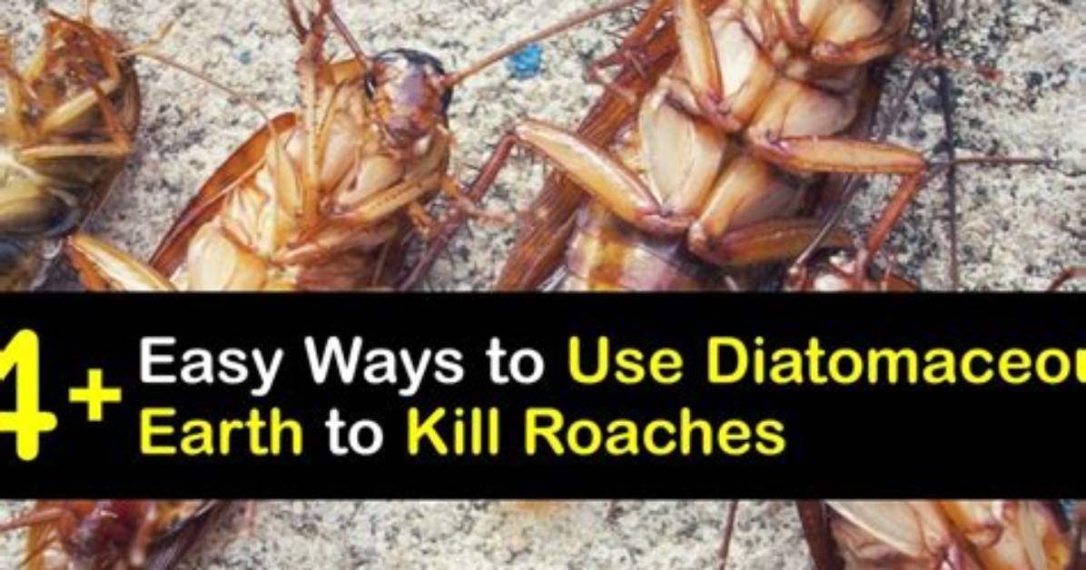 Does Demetrius Earth Kill Roaches?