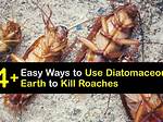 Does Demetrius Earth Kill Roaches?
