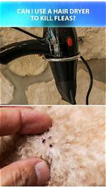 Does Dryer Kill Fleas?
