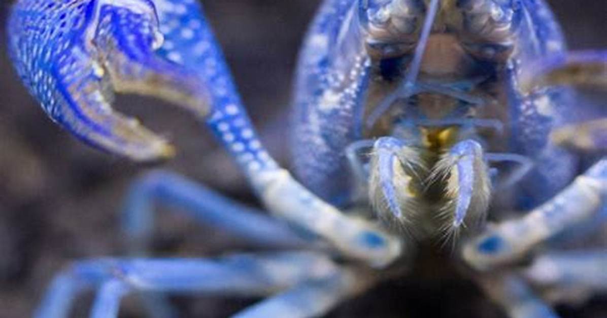 Does Florida Have Fish Farms?