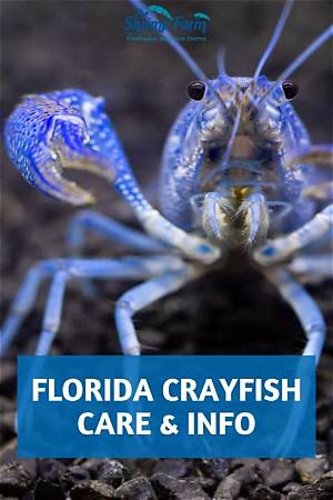 Does Florida Have Fish Farms?
