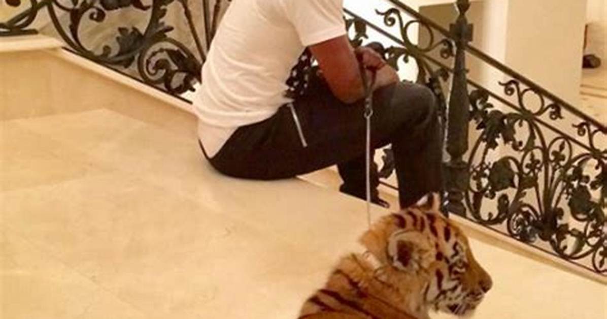 Does Floyd Mayweather Have a Tiger?