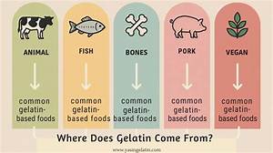 Does Gelatin Have Pork?