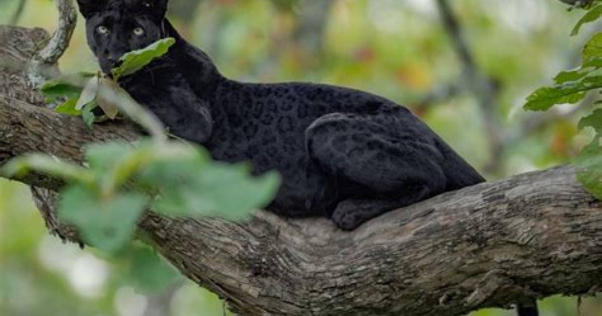 Does Georgia Have Black Panthers?