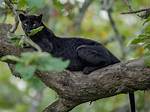 Does Georgia Have Black Panthers?