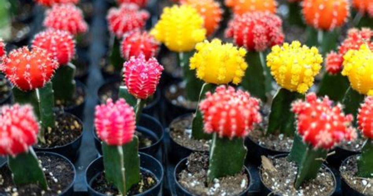 Does Grafted Cactus Grow?