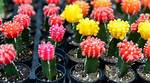Does Grafted Cactus Grow?