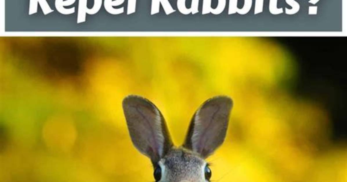 Does Irish Spring Soap Keep Rabbits Away?