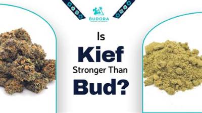 Does Kief Make a Joint Stronger?