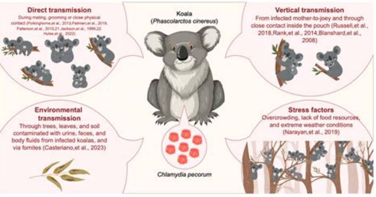 Does Koala Pee Have Chlamydia?