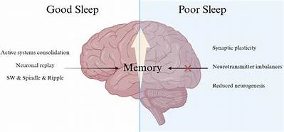 Does Lack of Sleep Affect Brain Development?