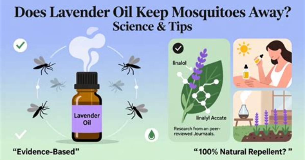 Does Lavender Oil Keep Away