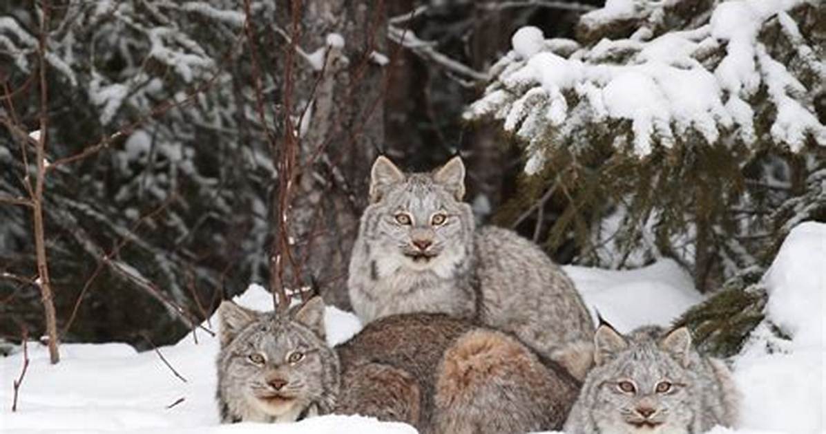 Does Lynx Have a Sister?