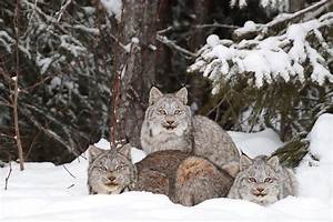 Does Lynx Have a Sister?