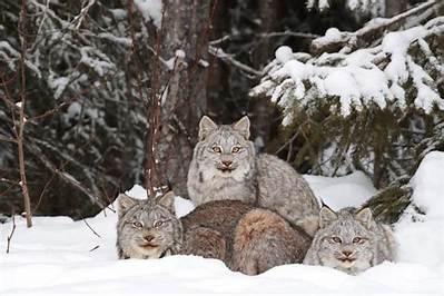 Does Lynx Have a Sister?