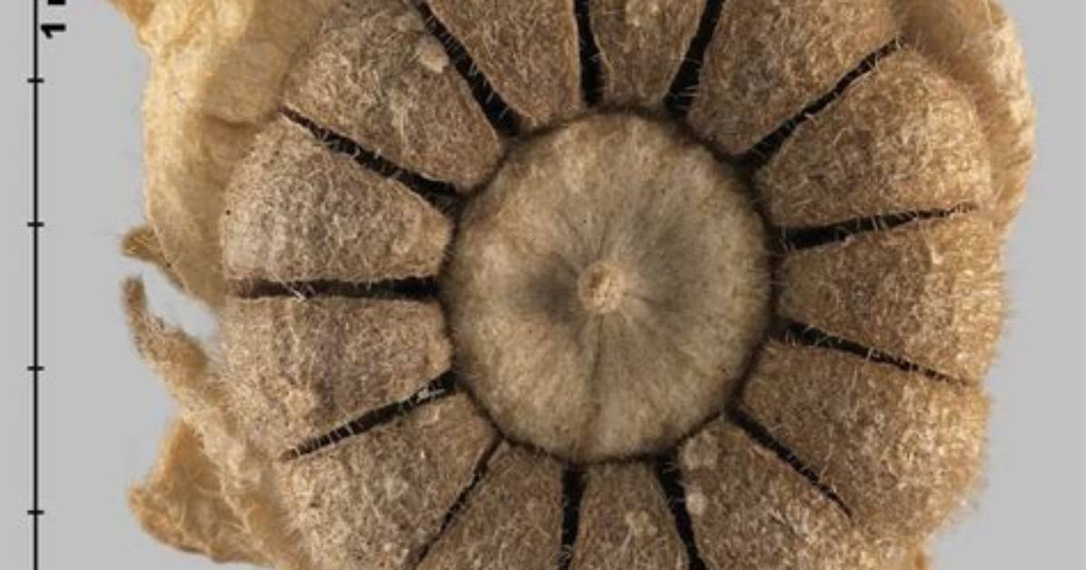 Does Malva Self Seed?