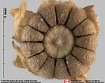 Does Malva Self Seed?