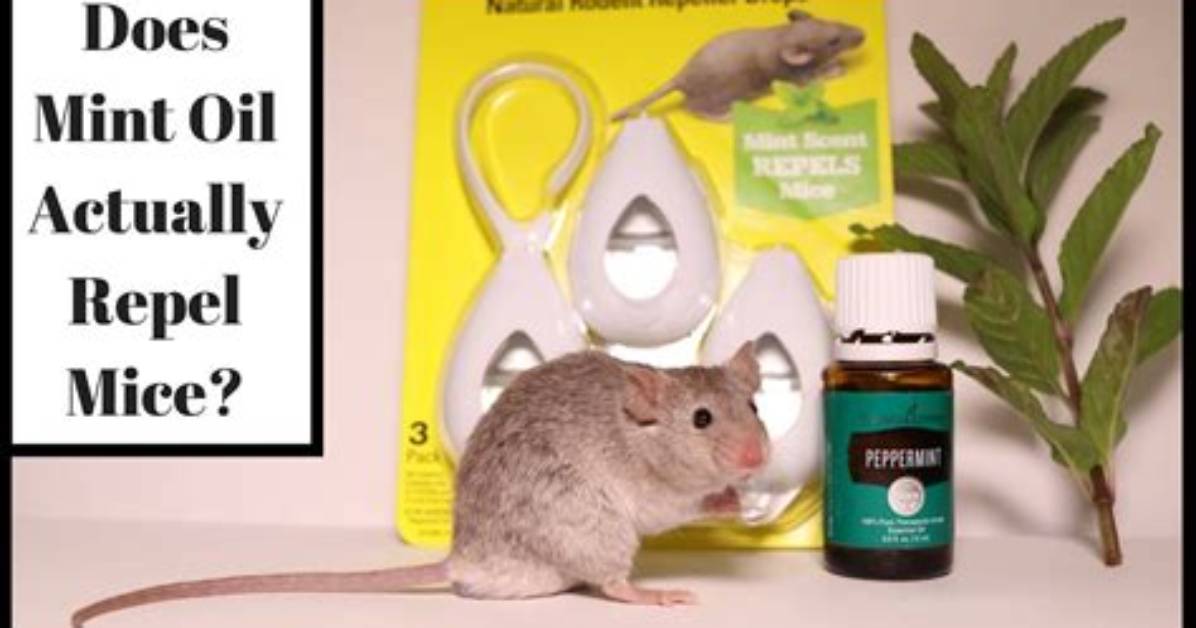 Does Mint Repel Mice