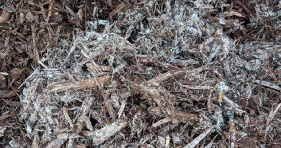 Does Mulch Get Moldy?