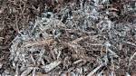 Does Mulch Get Moldy?