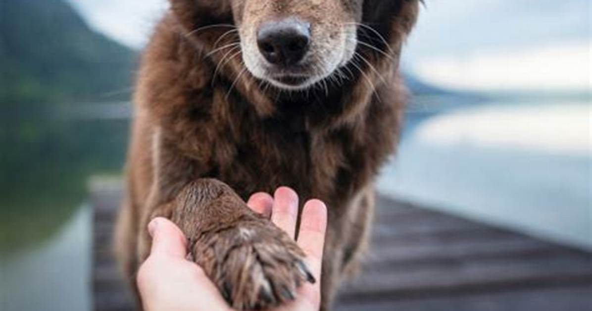 Does My Dog Know I Love Him?
