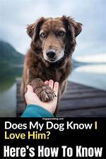 Does My Dog Know I Love Him?
