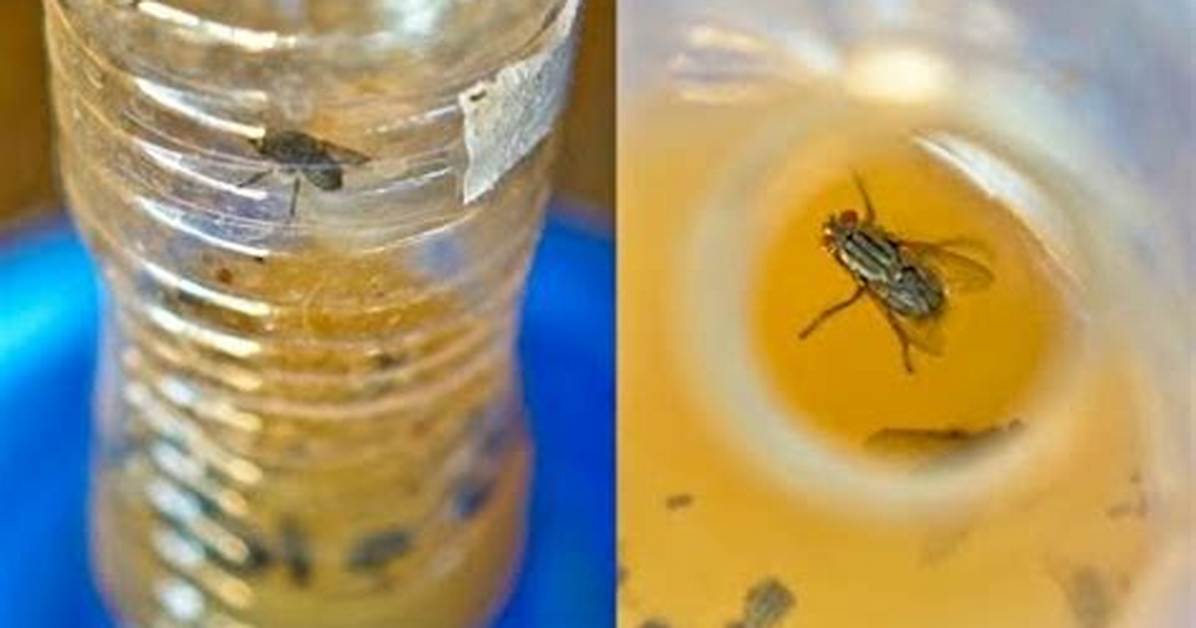 Does Olive Oil Attract Fish?