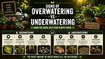 Does Overwatering Cause Wilting?