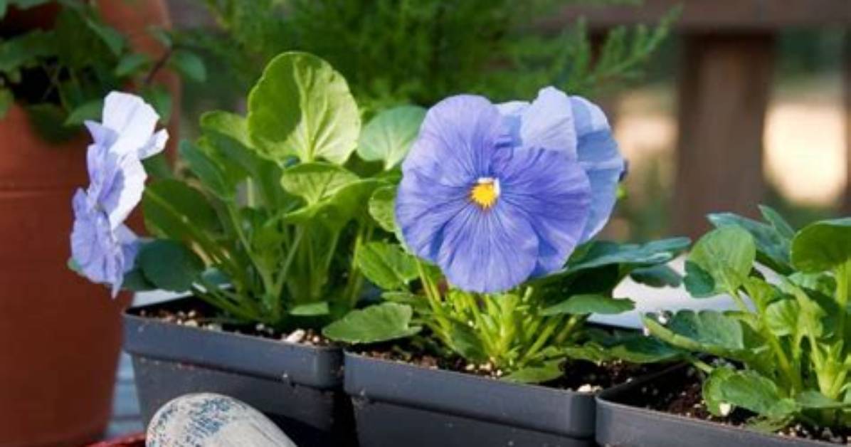 Does Pansy Need Sun?